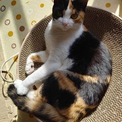 約１才の三毛猫の女の子 − 神奈川県