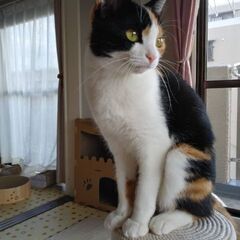 約１才の三毛猫の女の子 - 里親募集