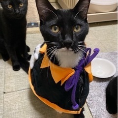 7ヶ月くらいの男の子♪たら