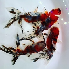 東錦　上物　金魚　きんぎょ　綺麗