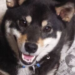 メス黒柴の椿ちゃん（繁殖引退犬）