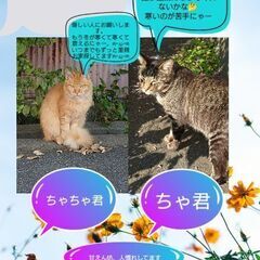 11月～１２月25日までちゃちゃ君、ちゃ君甘えん坊2匹仲良し🐱🐱