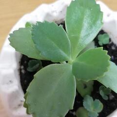 子宝草　マザーリーフ　多肉植物　赤ちゃん苗　5つ　の画像