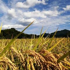 令和3年度産　ヒノヒカリかけぼし米