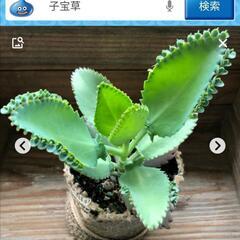 子宝草　マザーリーフ　多肉植物　赤ちゃん苗　5つ　の画像