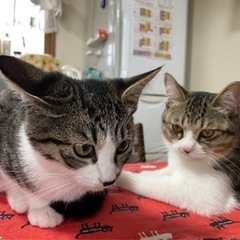 キジシロ（薄め）とキジシロ（濃い）のメスの姉妹　姉妹での里親募集です。