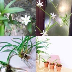オリヅルラン　根っこ付き♪の画像