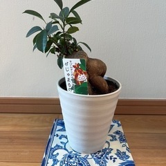 ガジュマルの木の鉢植え