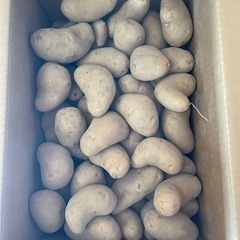 メークイン売ります‼️