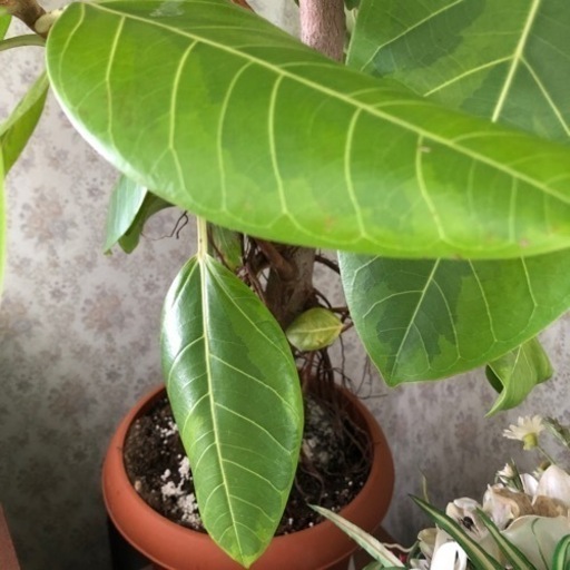アルテシマ　観葉植物　　