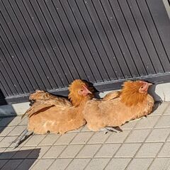 鶏小屋に使えるカンナ屑、木くずを下さい🙏🙏🙏
