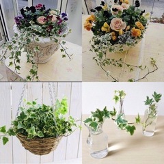 差し上げます♪ 地植えアイビー 根っこ付き　の画像