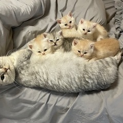 ミヌエットの子猫ちゃんの画像