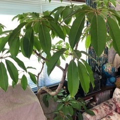 植物　観葉植物