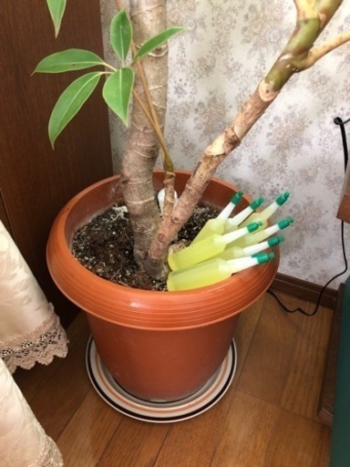 お取引き決まりました　植物　観葉植物