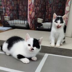 【決まりました　お届け調整中】子猫2ヶ月　白黒兄妹　可愛い牛柄