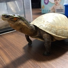 剥製　の画像