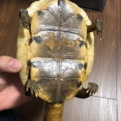 剥製　の画像