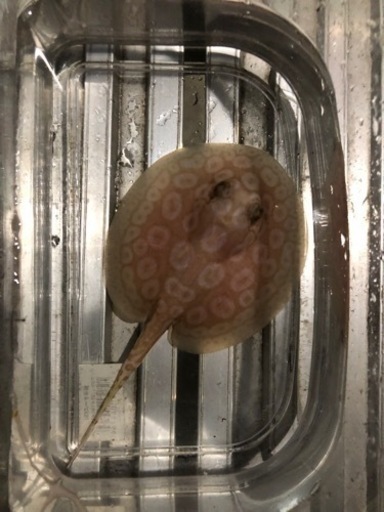 アルビノクロコダイル　ベビー　胎盤約９センチ