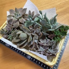 【決まりました】多肉植物