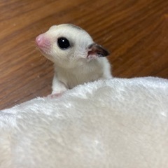 フクロモモンガ　モザイクリングテール新春スーパーセール中