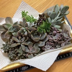 【決まりました】多肉植物2