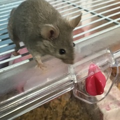 ハツカネズミもらってください