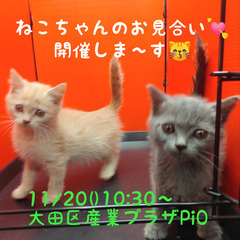 生後２ヵ月位。ブリティッシュショートヘア（トライアウト猫）
