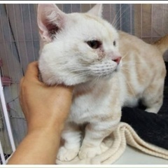 短足マンチカン🐈