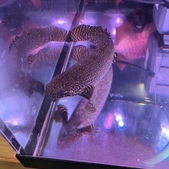 熱帯魚　ポリプテルス/プレコ　格安にて販売致します。