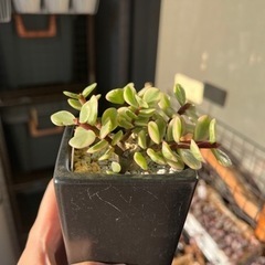 多肉植物・雅楽の舞・美苗の画像
