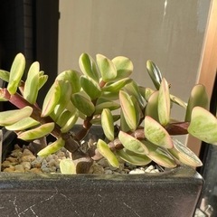 多肉植物・雅楽の舞・美苗