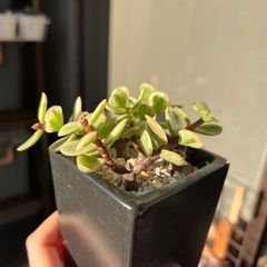 多肉植物・雅楽の舞・美苗の画像