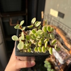 多肉植物・雅楽の舞・美苗の画像