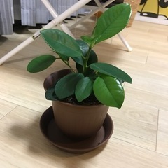 【※残り3鉢！！※】観葉植物　フィカス　ジャンボリーフの画像