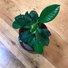 【※残り3鉢！！※】観葉植物　フィカス　ジャンボリーフ