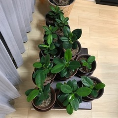 【※残り3鉢！！※】観葉植物　フィカス　ジャンボリーフの画像