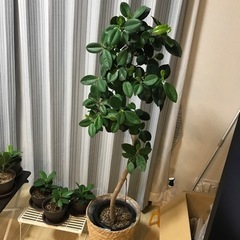 【※残り3鉢！！※】観葉植物　フィカス　ジャンボリーフの画像