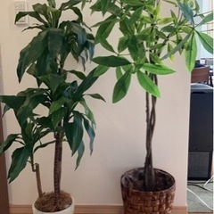 【受渡完了】人工観葉植物 フェイクプランツ 2種