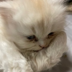 ミヌエットの子猫ちゃん - 姫路市