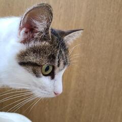 ずっとのお家決まりました！キジ白ちゃん 費用負担不要にしました❣️ − 鳥取県