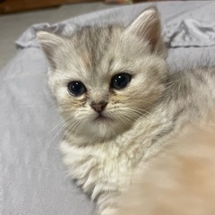 ミヌエットの子猫ちゃん - 猫