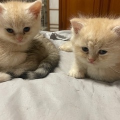 ミヌエットの子猫ちゃん − 兵庫県