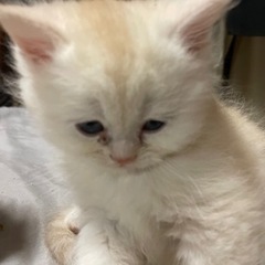 ミヌエットの子猫ちゃん - 里親募集