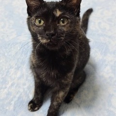 唯一の柄！サビ猫クコ♀