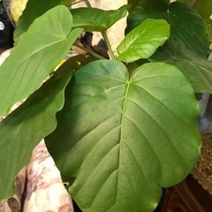 ウンベラータ　観葉植物　