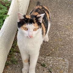 メスの三毛猫ちゃん里親募集 現在も募集中です。
