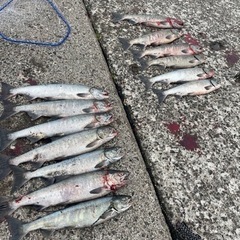 釣り仲間募集！