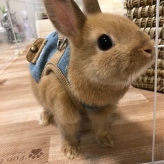 ネザーランドワーフ里親募集