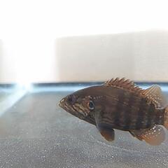 オヤニラミ  2匹  飼育繁殖個体